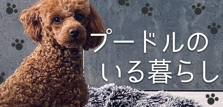 プードルのいる暮らし